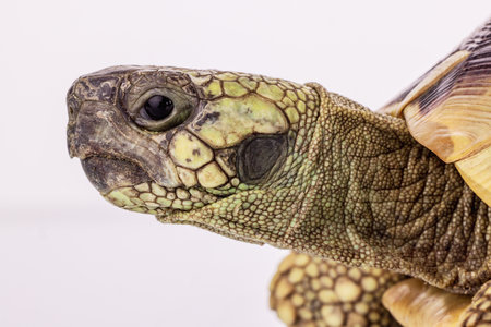 Turtle isolated on a white backgroundの写真素材