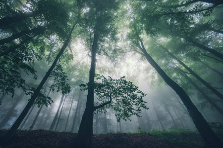 Big green tree and fog in the misty green forestの写真素材