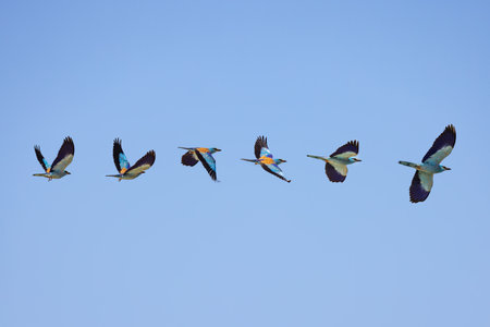 European roller blue bird, coracias garrulus flying in the sky during a spring season in Bulgariaの写真素材