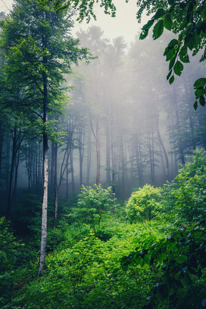 Beautiful nature at morning in the misty spring forest with sunshine, vertical shotの写真素材