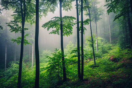 Fog in the misty green forestの写真素材