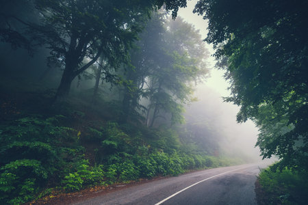Adventure trip and Road in a forest  at misty fogy morning in the mountain with sunshine lightsの写真素材