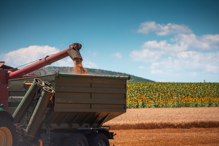 Combine harvester machine working in a wheat field