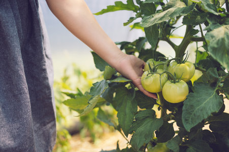 Farmer woman touching organic tomato vegetables and plants in a greenhouse. Ripe tomatoes in a garden.の写真素材