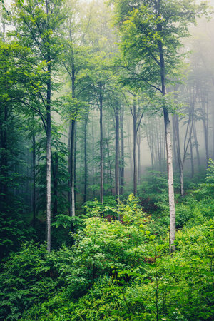 Beautiful nature at morning in the misty spring forest with sunshineの写真素材