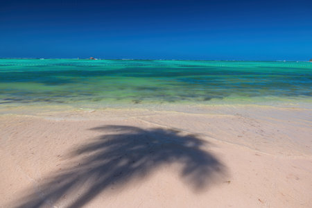 Tropical island beach with palm trees on the Caribbean Sea shore at sunriseの写真素材
