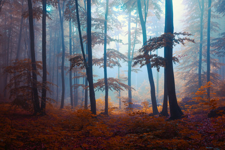 Foggy mystic forest. Trees in autumn woodland in a fog.の写真素材