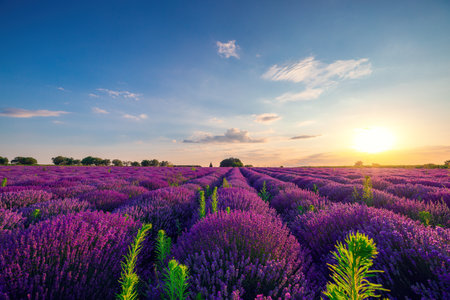 Lavender flower blooming fields in endless rows. Sunset shot.の写真素材