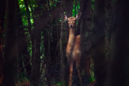 Little deer, young roe deer, hind in a mystic forestの写真素材