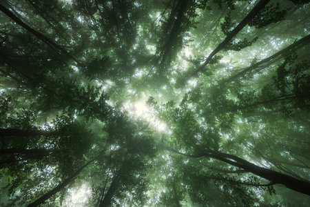 Beautiful nature at morning in the misty spring forest with sunshineの写真素材