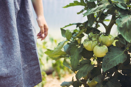Farmer woman take care of organic tomato vegetables and plants in a greenhouse. Ripe tomatoes in a garden.の写真素材