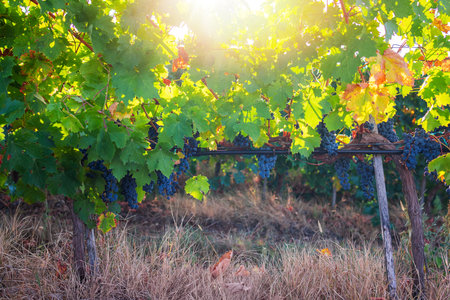 Vineyard agricultural fields in the countryside, beautiful landscape during sunrise.の写真素材