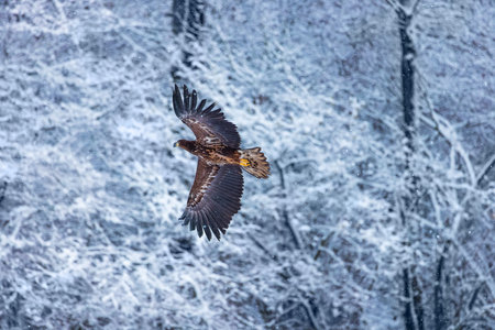 Flying golden white tailed eagle with open wings attack landing swoopの写真素材