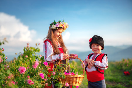 Bulgarian Rose Damascena field, Roses valley Kazanlak, Bulgaria. Boy and girl in ethnic folklore clothing harvesting oil-bearing roses at sunrise.の写真素材