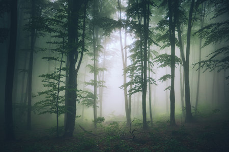 Forest landscape and morning fog in spring.の写真素材