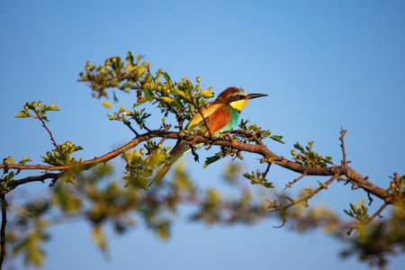 Bee-eater color bird standing on a blooming tree branchの写真素材