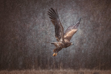 Flying golden white tailed eagle with open wings attack landing swoop handの写真素材