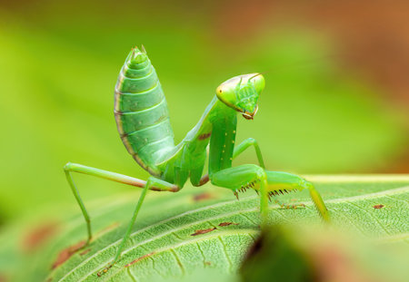 Praying Mantis Rainforest or European Mantis on a green leaf nature background.の写真素材
