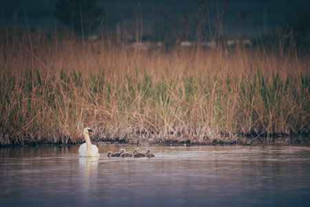 Swans family swimming in a pond with their little babies chickensの写真素材