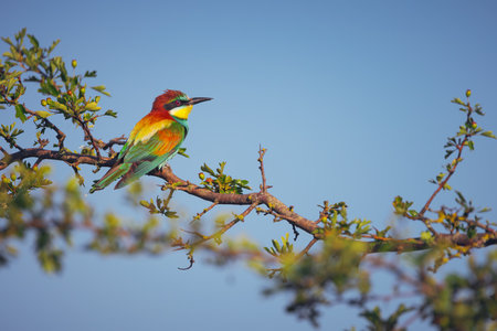 Bee-eater color bird standing on a blooming tree branchの写真素材