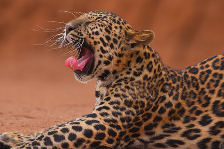 Leopard panther wildlife african predator outdoorの写真素材