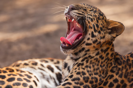 Leopard panther wildlife african predator outdoorの写真素材