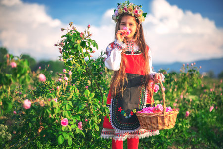 beautiful freedom girl bulgarian woman picking oil-bearing Rose Damascena in field at sunrise Bulgariaの写真素材