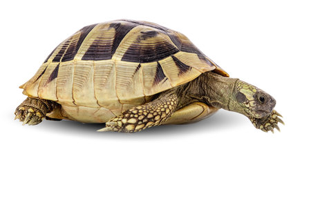 Turtle wildlife animal isolated on a white backgroundの写真素材