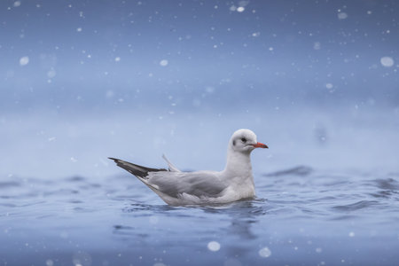 Seagull on the beach sand during scenic sea sunrise. Bird on the coastal shore.の写真素材