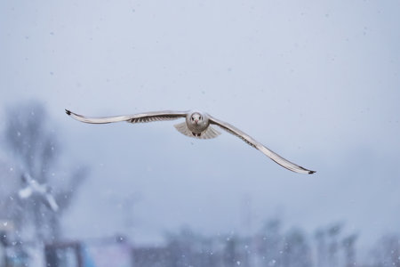 Black headed Seagull on the beach sand during scenic sea sunrise. Gull bird on the coastal shore.の写真素材
