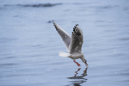 Black headed Seagull on the beach sand during scenic sea sunrise. Gull bird on the coastal shore.の写真素材