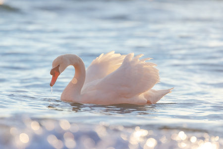 Portrait of white swan in the sea,sunrise shotの写真素材