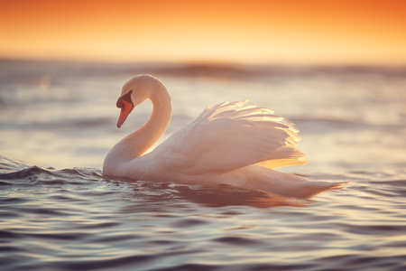 Swans in the sea and beautiful sunset.の写真素材
