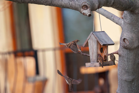 Sparrows flock gathers around a birdhouse with bird feeder in a garden or outdoor parkの写真素材