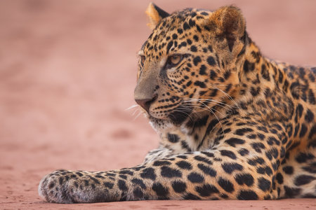 Leopard panther wildlife african predator outdoorの写真素材