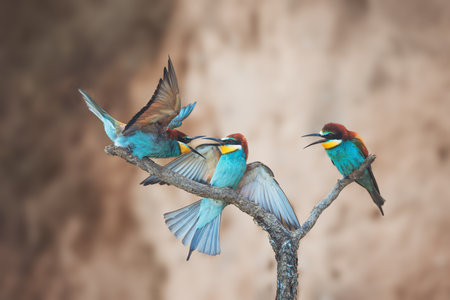 European bee-eater in natural habitat