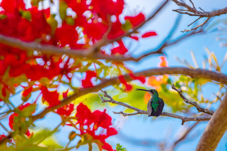 Hummingbird flying to pick up nectar from a beautiful flowers near palm trees in tropical garden