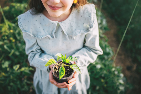 Farmer hands take care of blooming strawberry plants with flowers in a farming garden and sunlightの写真素材