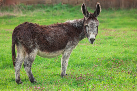Rustic Donkey Grazing Peacefully on a Green Meadow During Sunny Day