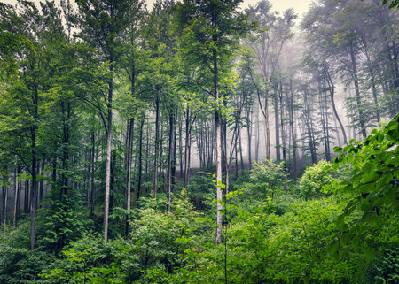 Foggy mystic forest. Trees in autumn woodland in a fog.の写真素材