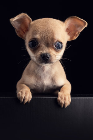 Charming Chihuahua puppy gazing curiously, showcasing its cute features and expressive eyes against a dark backdrop, evoking feelings of affection, companionship, and joy.の写真素材