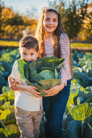 Two Children Boy and Girl Hold Large Cabbage In A Sunlit Farm Field.  Young farmers working in a field of cabbages. Horticulture, gardening and agriculture concept.の写真素材