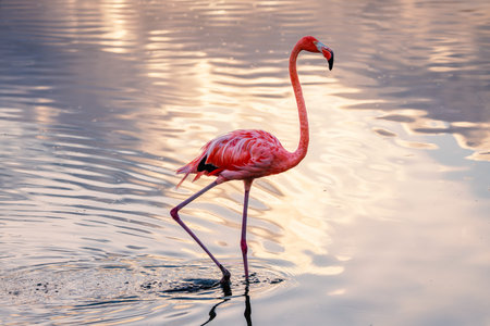 Pink flamingo wading in calm water with golden sunset reflections