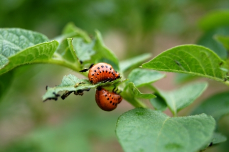 Orange larvae of Colorado potato beetle on potato foliageの写真素材