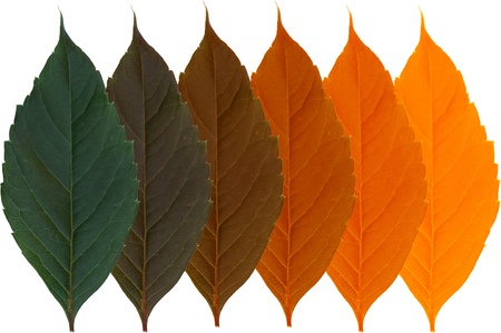 Leaf  the transition from green to yellow