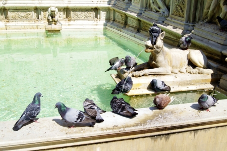 The fountain on the main square in Siena の写真素材