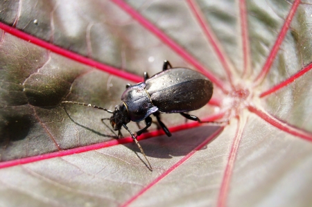 Black beetle on a leafの写真素材