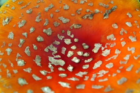 Red surface poisonous mushroom caps      の写真素材
