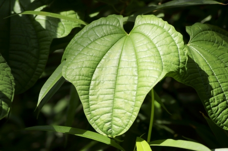 Green leaves close-up on dark background