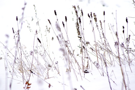 Dry grass in a snowy forest in the winterの写真素材